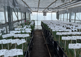 First tulips start to bloom in our test greenhouse