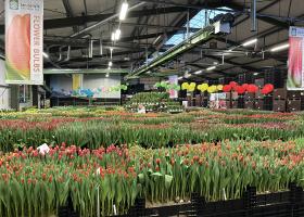 Visit us during the Tulip Trade Event