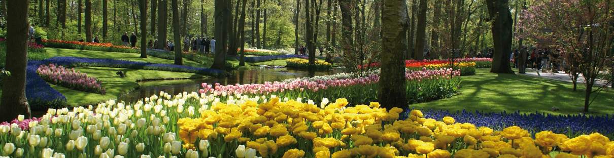 Trồng hoa trong công viên (Keukenhof Holland)