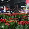 Picture First participation in the Tulip Trade Event.