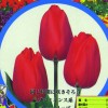 Picture Introduction of tulip Prominence