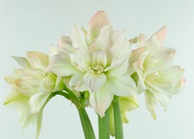 Amaryllis Arctic Nymph (1)