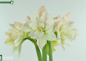 Amaryllis Arctic Nymph (2)
