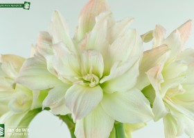 Amaryllis Arctic Nymph (3)