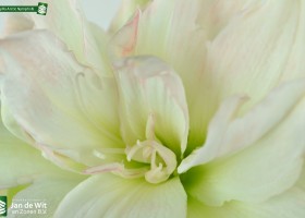 Amaryllis Arctic Nymph (4)