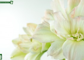 Amaryllis Arctic Nymph (5)
