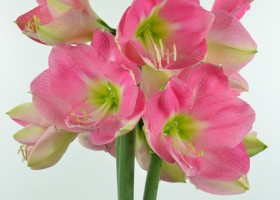 Amaryllis Berlin (1)