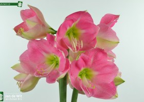 Amaryllis Berlin (2)