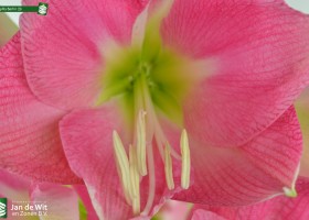 Amaryllis Berlin (3)