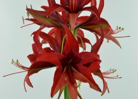 Amaryllis Bogota (1)