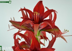 Amaryllis Bogota (2)