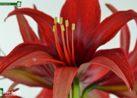 Amaryllis Bogota (3)