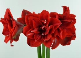 Amaryllis Cherry Nymph (1)