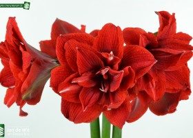 Amaryllis Cherry Nymph (2)