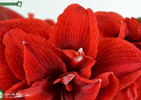 Amaryllis Cherry Nymph (4)