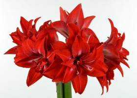 Amaryllis Double Delicious (1)