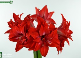 Amaryllis Double Delicious (2)