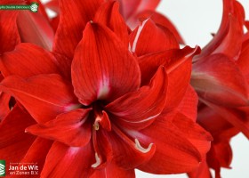Amaryllis Double Delicious (3)