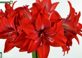 Amaryllis Double Delicious (4)