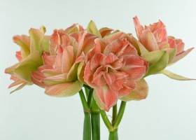 Amaryllis Exotic Nymph (1)