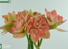 Amaryllis Exotic Nymph (2)