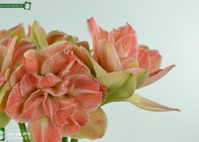 Amaryllis Exotic Nymph (3)