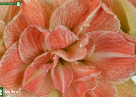 Amaryllis Exotic Nymph (4)