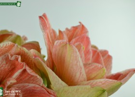 Amaryllis Exotic Nymph (5)