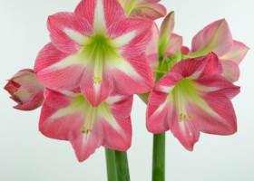 Amaryllis Exposure (1)