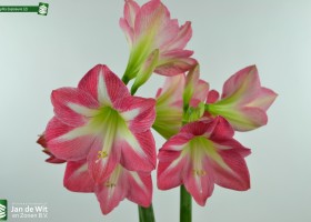 Amaryllis Exposure (2)