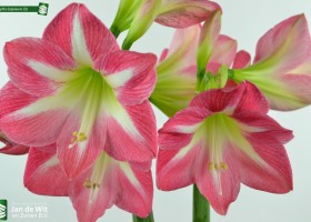 Amaryllis Exposure (3)