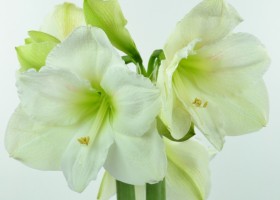 Amaryllis Moscow (1)
