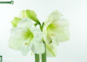 Amaryllis Moscow (2)