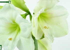 Amaryllis Moscow (3)