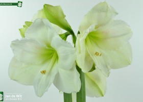 Amaryllis Moscow (4)