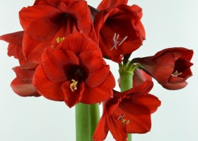 Amaryllis Olaf (1)