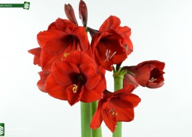 Amaryllis Olaf (2)