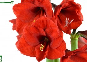 Amaryllis Olaf (3)