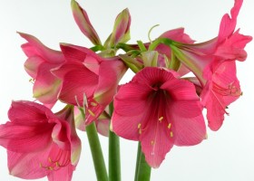 Amaryllis Pink Surprise (1)