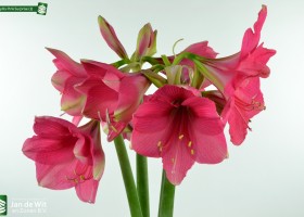 Amaryllis Pink Surprise (2)