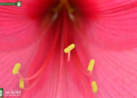 Amaryllis Pink Surprise (3)