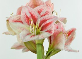Amaryllis Popov (1)