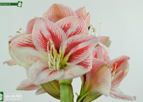 Amaryllis Popov (2)