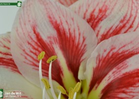 Amaryllis Popov (4)