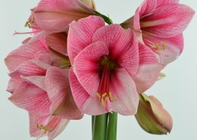 Amaryllis Purple Rain (1)