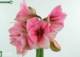 Amaryllis Purple Rain (2)
