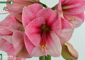 Amaryllis Purple Rain (3)