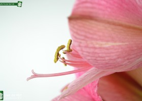 Amaryllis Purple Rain (4)