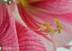 Amaryllis Purple Rain (5)