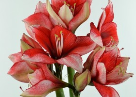 Amaryllis Stardust (1)
